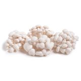 Organic White Alba Mushrooms
