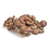 Organic Oyster Mushrooms