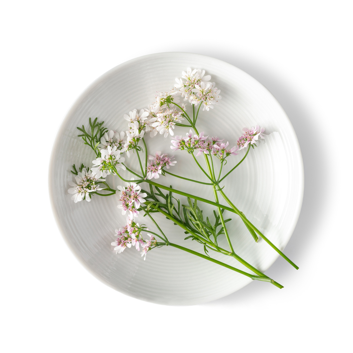 Cilantro Flowers Flowers & Blossoms Baldor Specialty Foods