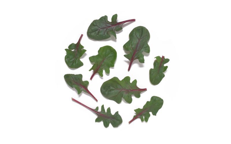Organic Red Tabby Spinach