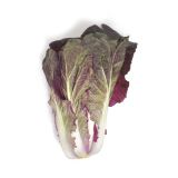 Organic Red Dragon Napa Cabbage