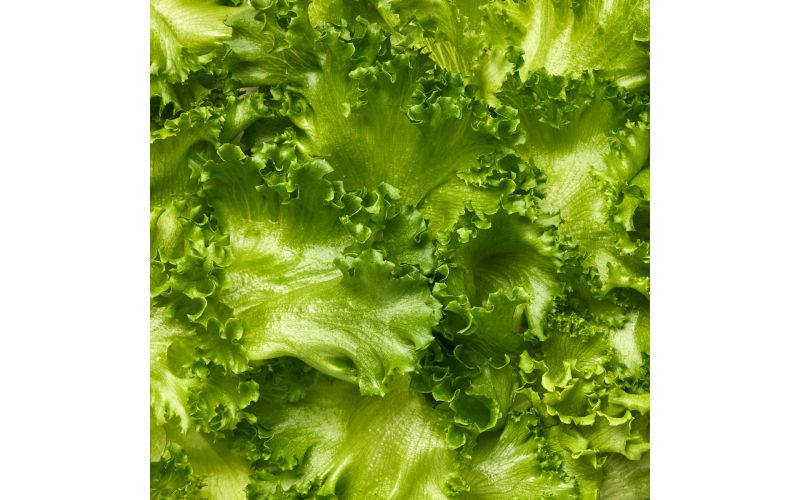 Crispy Green Leaf Lettuce