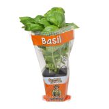 Potted Organic Basil