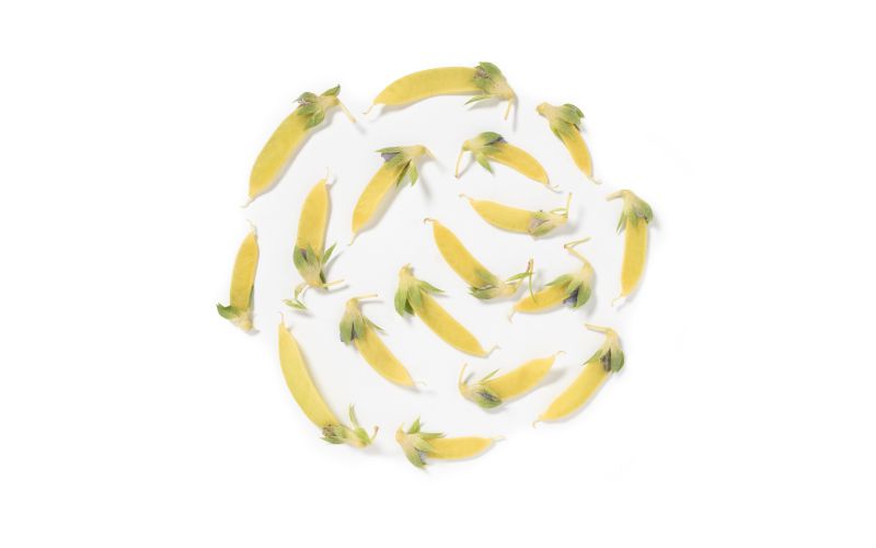 Organic Petite Yellow Snow Peas