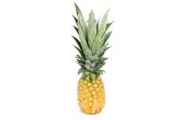 Perfect Gold Pineapple