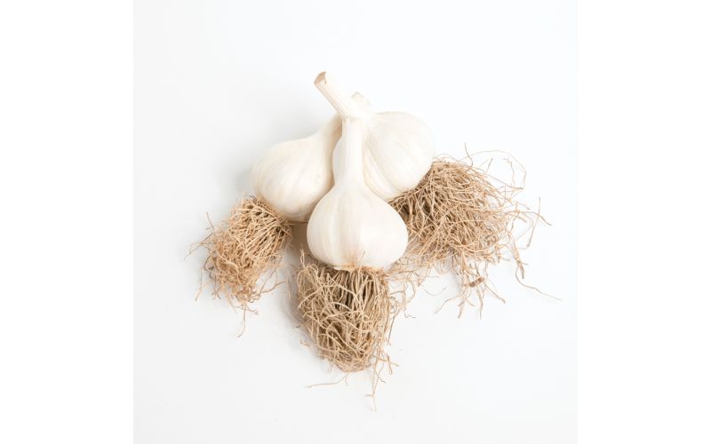 Local Long Island Whole Garlic
