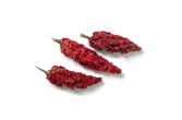 Fresh Wild Sumac Clusters