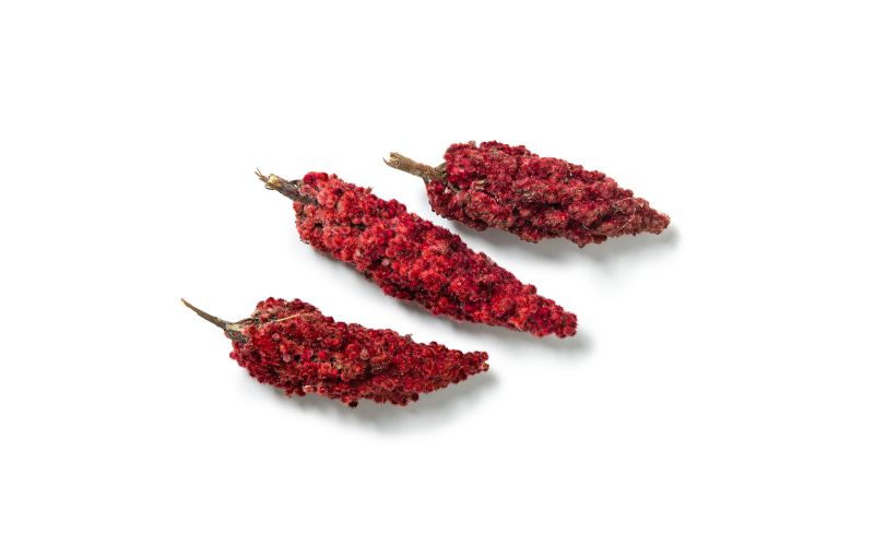 Fresh Wild Sumac Clusters