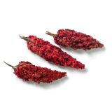 Fresh Wild Sumac Clusters