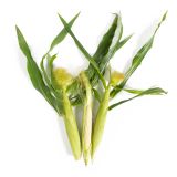 Organic Baby Corn