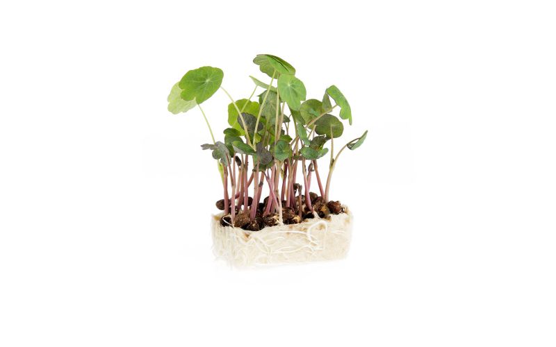 Zorri Cress