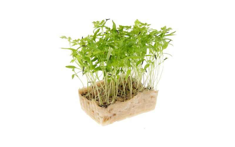 Chervil Cress