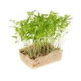 Chervil Cress