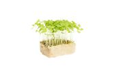 Basil Limon Cress