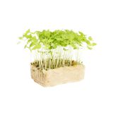 Basil Limon Cress