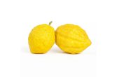 Etrog Citron