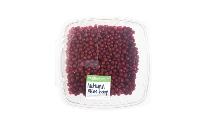 Wild Autumn Olive Berries