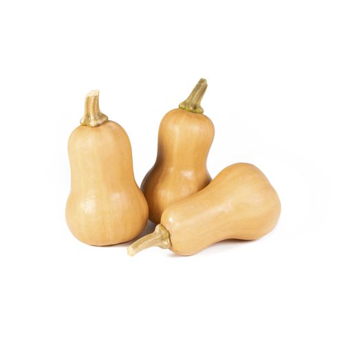 Organic Honeypatch Squash