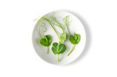 Petite Pea Tendrils