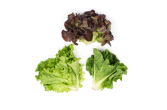 Organic Baby Mixed Lettuce Heads