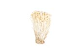 Enoki Mushrooms