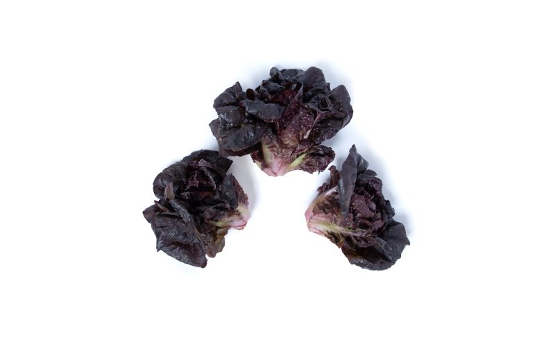 Pink Rhone Lettuce