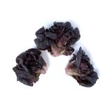 Pink Rhone Lettuce