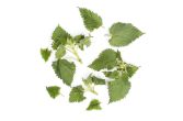 Wild Stinging Nettles