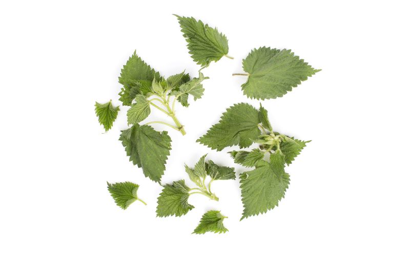 Wild Stinging Nettles