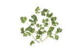 Cilantro