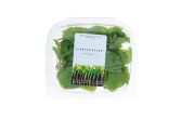 Lemon Balm