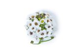 White Alyssum Flowers