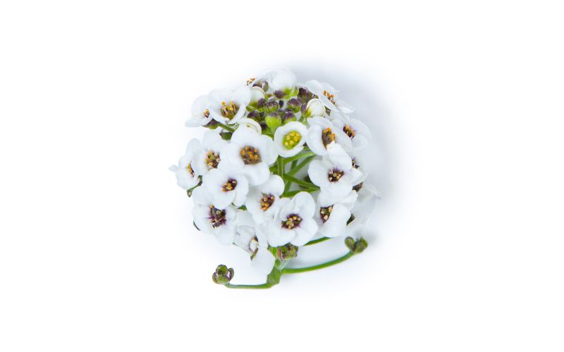 White Alyssum Flowers