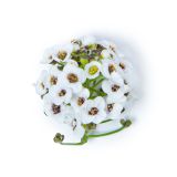 White Alyssum Flowers