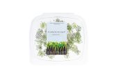 White Alyssum Flowers