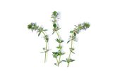 Lemon Thyme Blossoms