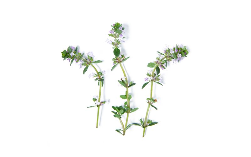 Lemon Thyme Blossoms