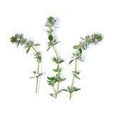 Lemon Thyme Blossoms
