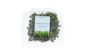 Lemon Thyme Blossoms
