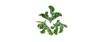 Iceplant