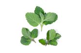 Grapefruit Mint