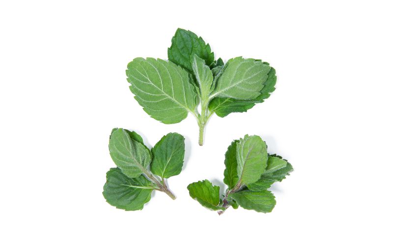 Grapefruit Mint