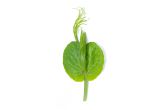 Pea Tendrils