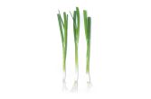 KinderGreens® Menegi Scallions