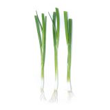KinderGreens® Menegi Scallions