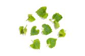 Wild Garlic Mustard
