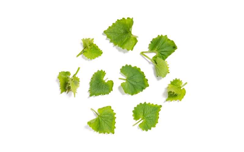 Wild Garlic Mustard