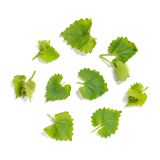 Wild Garlic Mustard