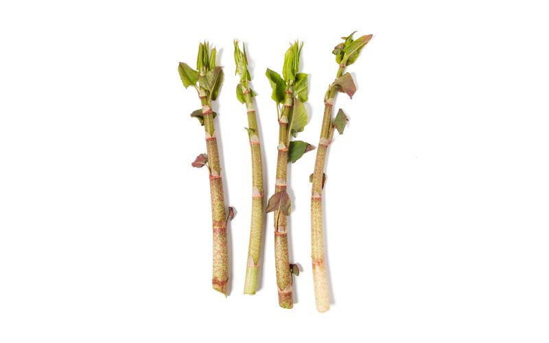 Wild Knotweed