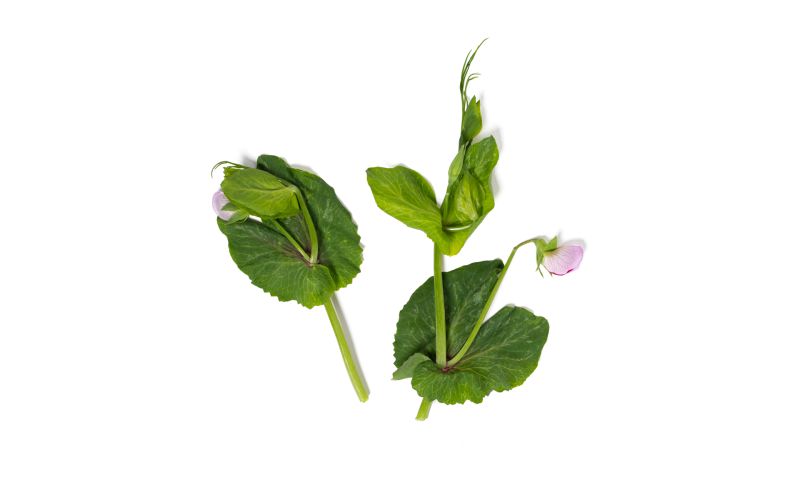 Pea Tendril Blossoms